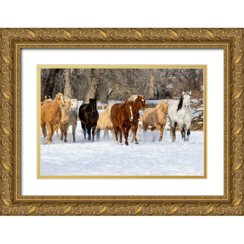 USA- Shell- Wyoming. Hideout Ranch with small herd of horses in snow.  Gold Ornate Wood Framed Art Print with Double Matting by Gulin, Darrell