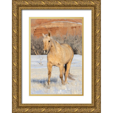 USA- Shell- Wyoming. Hideout Ranch lone horse in snow.  Gold Ornate Wood Framed Art Print with Double Matting by Gulin, Darrell