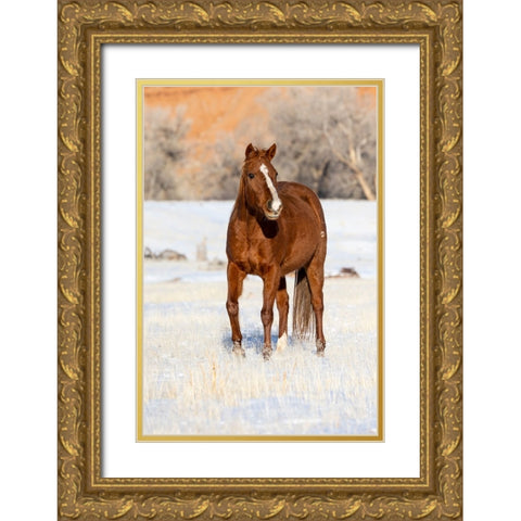USA- Shell- Wyoming. Hideout Ranch lone horse in snow.  Gold Ornate Wood Framed Art Print with Double Matting by Gulin, Darrell