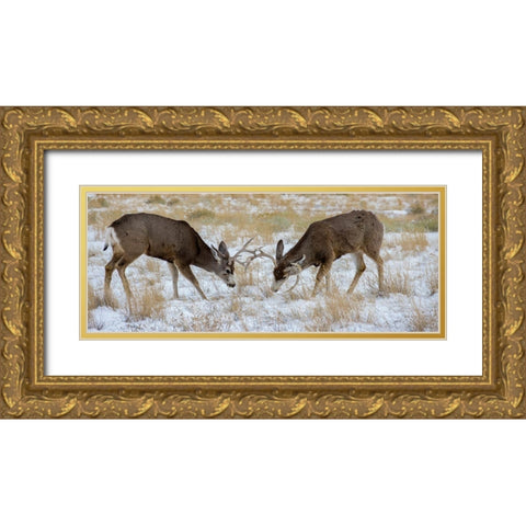 Young mule deer bucks play fighting-Rawlins-Wyoming-USA Gold Ornate Wood Framed Art Print with Double Matting by Garber, Howie