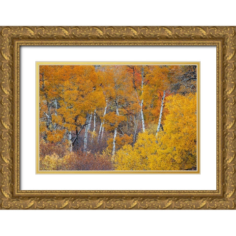 Yellow and orange Aspen trees with prominent trunks-Teton Valley-Wyoming Gold Ornate Wood Framed Art Print with Double Matting by Garber, Howie