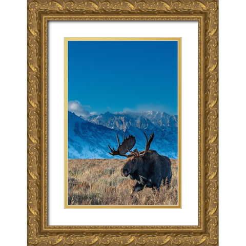 Bull moose portrait with Grand Teton National Park in background-Wyoming Gold Ornate Wood Framed Art Print with Double Matting by Garber, Howie