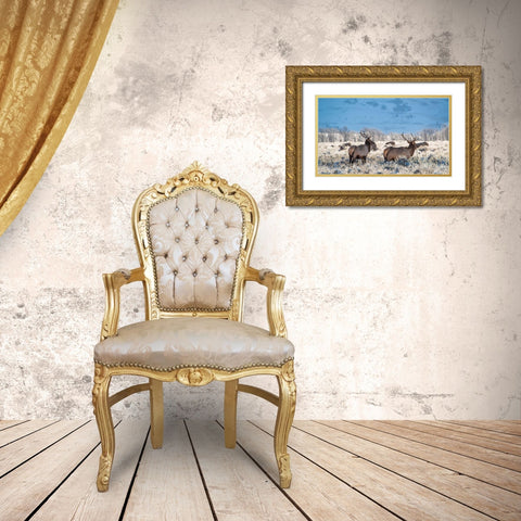 Two Bull elk graze in sagebrush-Grand Teton National Park-Wyoming Gold Ornate Wood Framed Art Print with Double Matting by Garber, Howie
