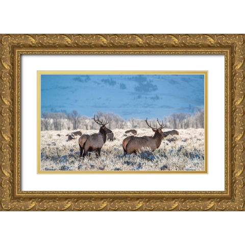 Two Bull elk graze in sagebrush-Grand Teton National Park-Wyoming Gold Ornate Wood Framed Art Print with Double Matting by Garber, Howie