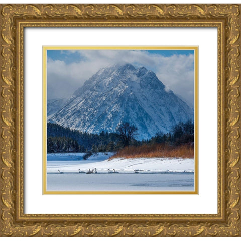 Flock of Trumpeter swans swim at Oxbow Bend in front of Mount Moran-Grand Teton National Park Gold Ornate Wood Framed Art Print with Double Matting by Garber, Howie