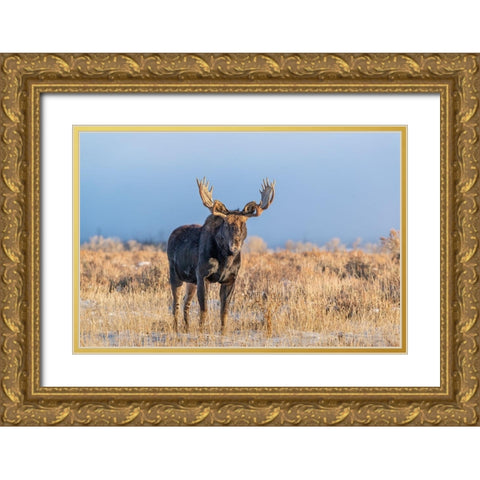 Eye contact from Bull Moose-Grand Teton National Park-Wyoming Gold Ornate Wood Framed Art Print with Double Matting by Garber, Howie