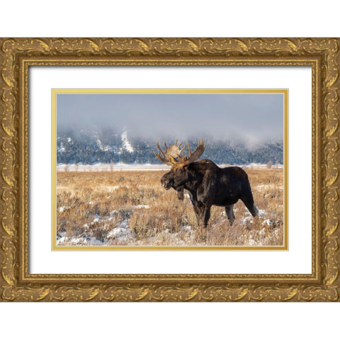 Bull moose portrait with snowy Grand Teton National Park in background-Wyoming Gold Ornate Wood Framed Art Print with Double Matting by Garber, Howie