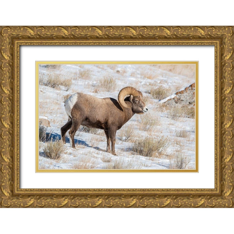 Large Bighorn Ram grazing in meadow-National elk Reserve near Grand Teton National Park-Wyoming Gold Ornate Wood Framed Art Print with Double Matting by Garber, Howie