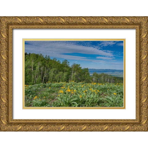 USA-Wyoming-Arrowleaf balsamroot wildflowers and Aspen Trees in meadow Gold Ornate Wood Framed Art Print with Double Matting by Garber, Howie