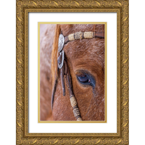 USA- Wyoming. Hideout Horse Ranch- horse detail.  Gold Ornate Wood Framed Art Print with Double Matting by Looney, Hollice