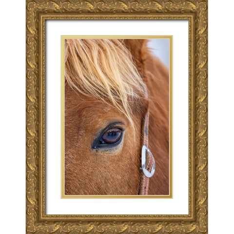 USA- Wyoming. Hideout Horse Ranch- horse detail.  Gold Ornate Wood Framed Art Print with Double Matting by Looney, Hollice