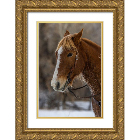 USA- Wyoming. Hideout Horse Ranch- horse detail.  Gold Ornate Wood Framed Art Print with Double Matting by Looney, Hollice