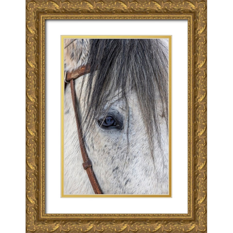 USA- Wyoming. Hideout Horse Ranch- horse detail.  Gold Ornate Wood Framed Art Print with Double Matting by Looney, Hollice