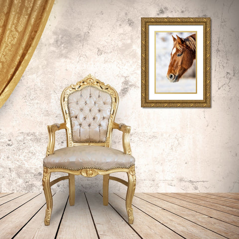 USA- Wyoming. Hideout Horse Ranch- horse detail.  Gold Ornate Wood Framed Art Print with Double Matting by Looney, Hollice