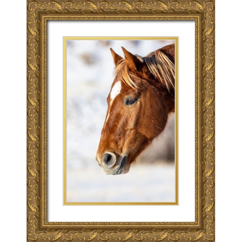 USA- Wyoming. Hideout Horse Ranch- horse detail.  Gold Ornate Wood Framed Art Print with Double Matting by Looney, Hollice