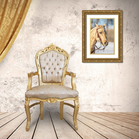 USA- Wyoming. Hideout Horse Ranch- horse portrait.  Gold Ornate Wood Framed Art Print with Double Matting by Looney, Hollice