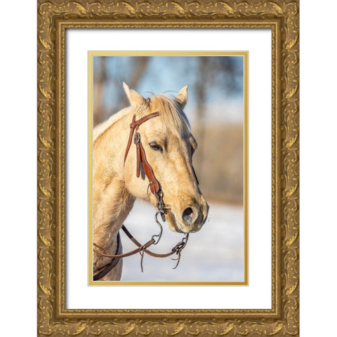 USA- Wyoming. Hideout Horse Ranch- horse portrait.  Gold Ornate Wood Framed Art Print with Double Matting by Looney, Hollice