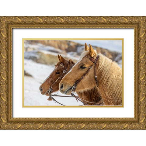 USA- Wyoming. Hideout Horse Ranch- horses at Rest in the snow.  Gold Ornate Wood Framed Art Print with Double Matting by Looney, Hollice