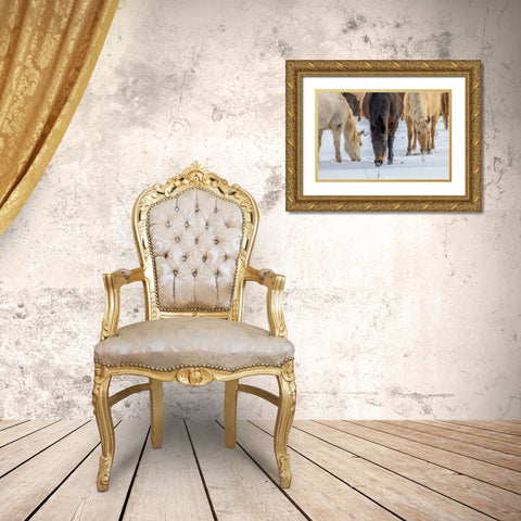 USA- Wyoming. Hideout Horse Ranch- horses grazing in the snow.  Gold Ornate Wood Framed Art Print with Double Matting by Looney, Hollice
