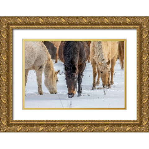 USA- Wyoming. Hideout Horse Ranch- horses grazing in the snow.  Gold Ornate Wood Framed Art Print with Double Matting by Looney, Hollice