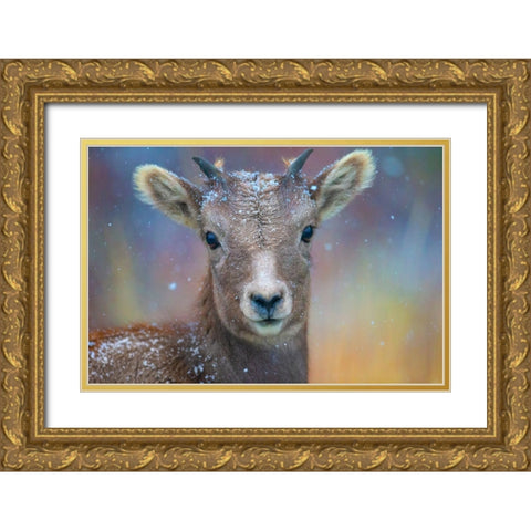 Wyoming. A young mountain goats first snow. Gold Ornate Wood Framed Art Print with Double Matting by Muir, Janet