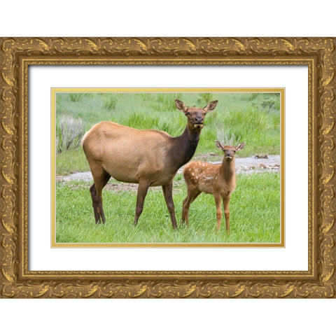 WY-Yellowstone National Park-Elk calf and mother Gold Ornate Wood Framed Art Print with Double Matting by Wild, Jamie and Judy
