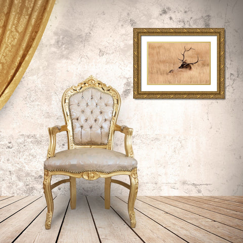 WY-Yellowstone National Park-Bull Elk-in meadow-(Cervus elaphus) Gold Ornate Wood Framed Art Print with Double Matting by Wild, Jamie and Judy