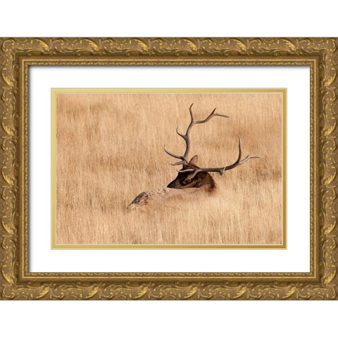WY-Yellowstone National Park-Bull Elk-in meadow-(Cervus elaphus) Gold Ornate Wood Framed Art Print with Double Matting by Wild, Jamie and Judy
