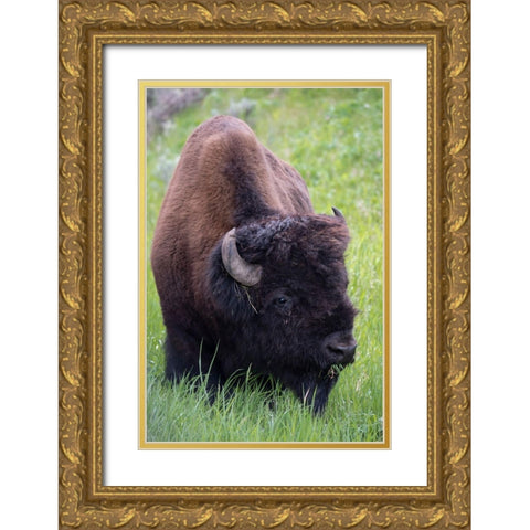 Wyoming Bison grazing-Yellowstone National Park Gold Ornate Wood Framed Art Print with Double Matting by Zimmerman, Judith