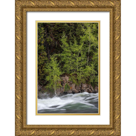 Wyoming Budding trees-La Grange Cascade-Yellowstone National Park Gold Ornate Wood Framed Art Print with Double Matting by Zimmerman, Judith