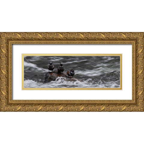 Wyoming Harlequin ducks-La Grange Cascade-Yellowstone National Park Gold Ornate Wood Framed Art Print with Double Matting by Zimmerman, Judith
