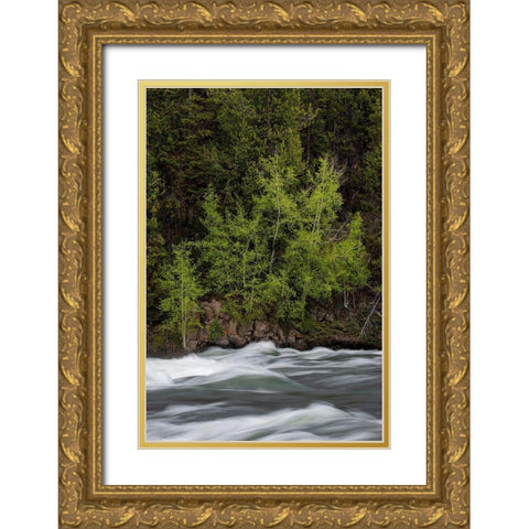 Wyoming Budding trees-La Grange Cascade-Yellowstone National Park Gold Ornate Wood Framed Art Print with Double Matting by Zimmerman, Judith