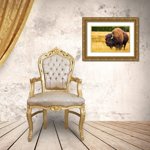 Bison-Yellowstone National Park-Wyoming-USA Gold Ornate Wood Framed Art Print with Double Matting by Bishop, Russ
