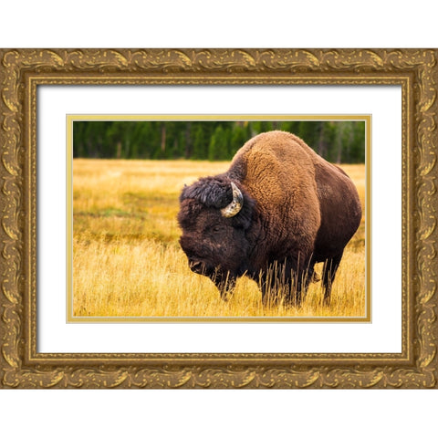 Bison-Yellowstone National Park-Wyoming-USA Gold Ornate Wood Framed Art Print with Double Matting by Bishop, Russ