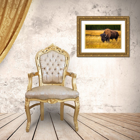 Bison-Yellowstone National Park-Wyoming-USA Gold Ornate Wood Framed Art Print with Double Matting by Bishop, Russ