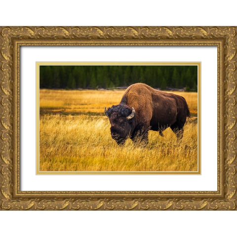 Bison-Yellowstone National Park-Wyoming-USA Gold Ornate Wood Framed Art Print with Double Matting by Bishop, Russ