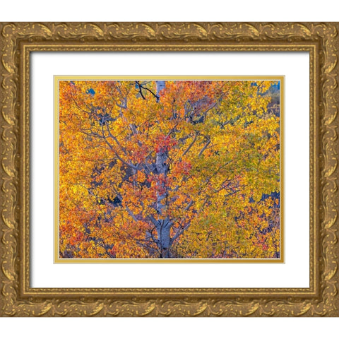 Wyoming-Jackson-Grand Teton National Park and fall colors on Aspen Trees Gold Ornate Wood Framed Art Print with Double Matting by Gulin, Sylvia