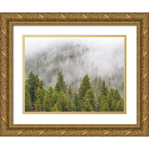 Wyoming-Hoback-clouds intermingling with evergreens on rainy morning Gold Ornate Wood Framed Art Print with Double Matting by Gulin, Sylvia