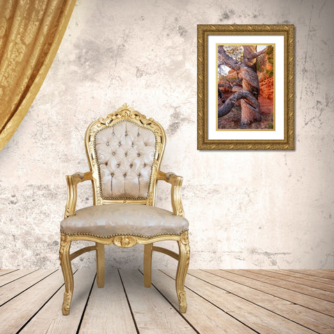 USA-Wyoming-Gnarled and twisted pine tree Gold Ornate Wood Framed Art Print with Double Matting by Haseltine, Tom