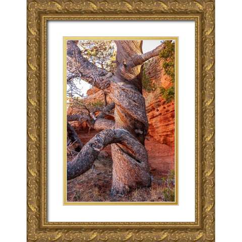 USA-Wyoming-Gnarled and twisted pine tree Gold Ornate Wood Framed Art Print with Double Matting by Haseltine, Tom