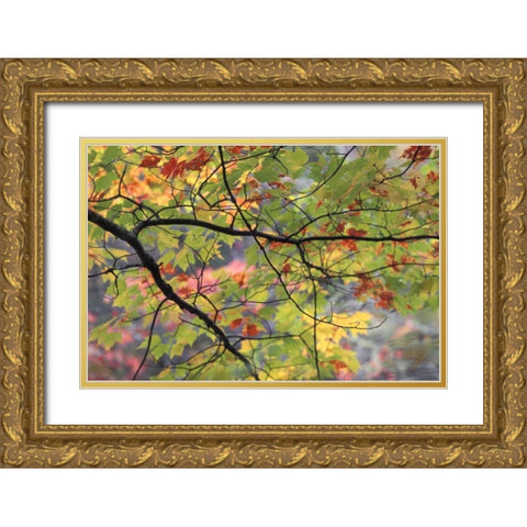 USA, Northeast, Branch of fall foliage Gold Ornate Wood Framed Art Print with Double Matting by Rotenberg, Nancy