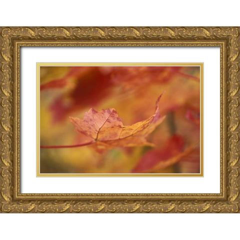USA, Northeast, Red Maple Leaf in Fall Gold Ornate Wood Framed Art Print with Double Matting by Rotenberg, Nancy