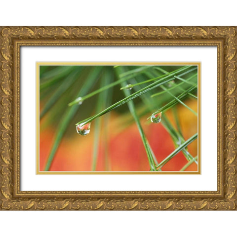 Northeast, Pine tree needles with waterdrop Gold Ornate Wood Framed Art Print with Double Matting by Rotenberg, Nancy