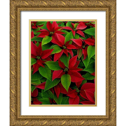 USA, Red poinsettia flowers with green leaves Gold Ornate Wood Framed Art Print with Double Matting by Terrill, Steve