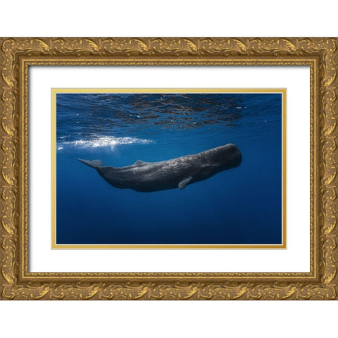 Sperm Whale Gold Ornate Wood Framed Art Print with Double Matting by Gabriel, Barathieu
