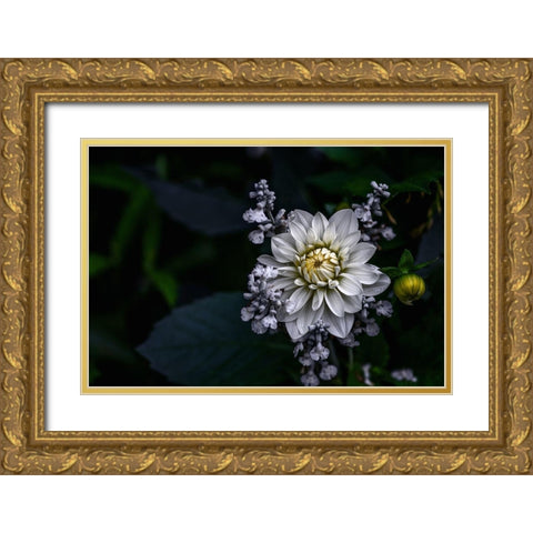 Dahlia Flower Gold Ornate Wood Framed Art Print with Double Matting by Olsson, Ronny