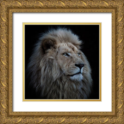 Proud Lion Gold Ornate Wood Framed Art Print with Double Matting by Wolbers, Louise