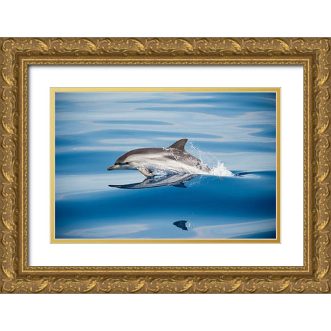 Striped Dolphin Gold Ornate Wood Framed Art Print with Double Matting by Ugo, Mirko