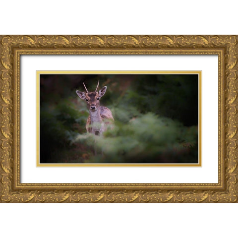 Young Fallow Deer Gold Ornate Wood Framed Art Print with Double Matting by Deakin, Karen