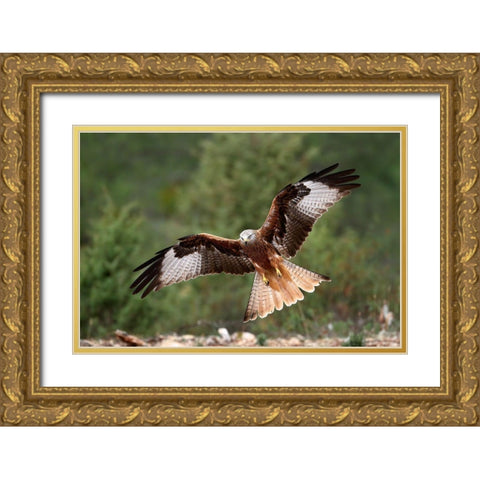 The Wings Of The Red Kite Gold Ornate Wood Framed Art Print with Double Matting by Merino, Nicolas